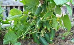 Caractéristiques des concombres de brousse et caractéristiques de culture