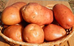 Nous déterminons le poids de la récolte à l'œil nu: combien de pommes de terre sont dans 1 kg et comment estimer grossièrement le poids