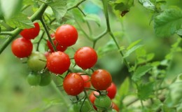 Nous cultivons des tomates bonbons sur notre site: Tomate cerise sucrée