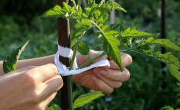 Top 6 des meilleures façons de nouer des tomates dans une serre: instructions étape par étape et conseils de jardiniers expérimentés