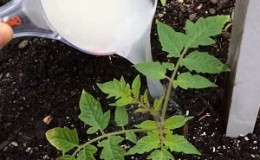Règles pour nourrir les tomates dans une serre: quels engrais et quand utiliser pour obtenir une récolte riche