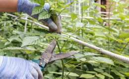 Comment tailler correctement les framboises en été en juillet et pourquoi vous en avez besoin