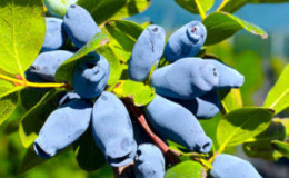 Nouvelle variété de chèvrefeuille comestible Aurora