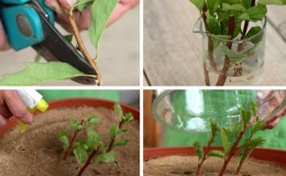 Reproduction de spirée par boutures en été pour les débutants: méthodes d'enracinement et autres actions