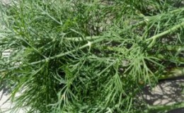 Recommandations pour le soin et la culture de l'aneth Kibray: comment se protéger contre les ravageurs et récolter correctement