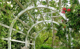 Comment faire une pergola à raisins de vos propres mains