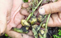 De quelles manières et comment les pommes de terre se multiplient