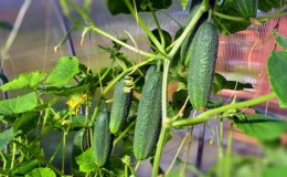 Exigences relatives au sol pour les concombres en serre et règles de préparation