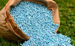 Comment et quoi nourrir le maïs: les meilleures formulations et règles pour leur introduction pour obtenir une récolte riche