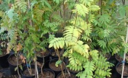 Guide de plantation Rowan au printemps de A à Z