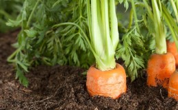 Les meilleurs moyens et astuces de vie sur la façon de planter des carottes pour ne pas s'éclaircir
