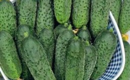 Un hybride précoce de concombres 