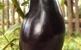 Aubergine 