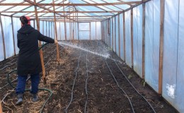 Pourquoi les concombres ne poussent pas dans une serre et comment traiter efficacement ce problème