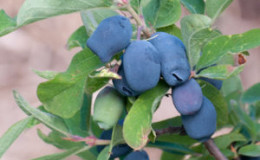 Une sélection des meilleures variétés de chèvrefeuille, délicieuses et sucrées à cultiver dans différentes régions