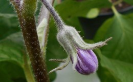 Que faire si les fleurs de l'aubergine tombent dans la serre et pourquoi cela se produit-il?