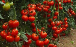 Stable et sans prétention dans les soins, tomate persistante 