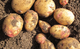 Variété de pomme de terre Galaktika avec un goût excellent et une longue durée de conservation