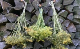 Domaines d'application des parapluies à l'aneth: pour le traitement, la beauté et la préparation de plats délicieux