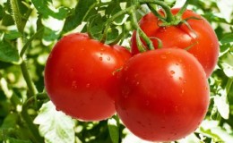 Comment obtenir des rendements élevés avec la tomate 