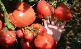 Délicieuse tomate aux fruits énormes - la tomate miracle de la terre
