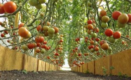 Tomates hautes et à haut rendement pour les serres: les meilleures variétés et aide à choisir la bonne pour vous