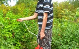 Comment traiter les groseilles et les groseilles à maquereau au printemps contre les ravageurs et les maladies