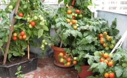 Une riche récolte de tomates toute l'année: comment faire pousser des tomates sur le balcon et ce qu'il faut pour cela