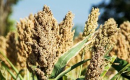 Gaoliang - quelle est cette plante et comment est-elle utilisée