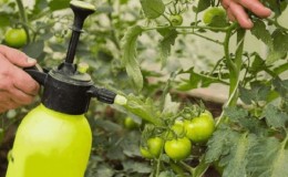 Secrets de résidents d'été expérimentés - Pulvériser des tomates avec de l'iode: le but du traitement et un guide étape par étape pour sa mise en œuvre