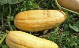 Citrouille charnue et légère 