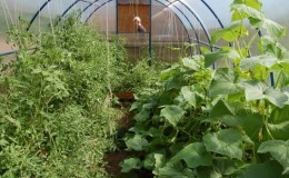 Est-il possible de cultiver des concombres et des tomates ensemble dans la même serre en polycarbonate