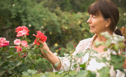 Nous prenons soin des roses dans le jardin en été pour qu'elles fleurissent abondamment et pendant longtemps