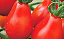 Comment faire pousser une tomate poire rouge sur votre site: un aperçu de la variété et des secrets pour éviter les résidents d'été expérimentés