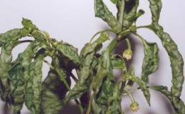 Comment et quoi faire face aux maladies des plants de poivrons