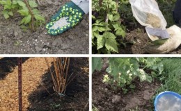 Mieux vaut nourrir les framboises en juillet pour une bonne récolte