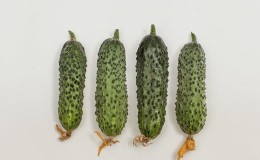 Concombre à température précoce facile d'entretien pour les salades et la conservation