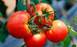 Devez-vous planter une tomate Betta sur votre parcelle? Caractéristiques et photos de la variété, les nuances de la culture