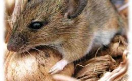 Comment se débarrasser des souris et des rats qui rongent les pommes de terre dans la cave