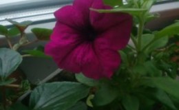 Guide des boutures de pétunia d'été pour les fleuristes débutants
