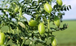 Description et caractéristiques des pois chiches