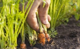 Un guide de plantation de carottes pour l'hiver pour les jardiniers débutants