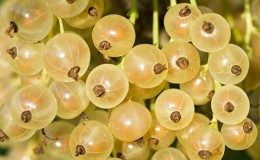 Groseille de Versailles - description et caractéristiques de la variété