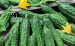 Pourquoi de nombreux résidents d'été sont-ils si friands de l'hybride de concombre de l'Amour: un aperçu des caractéristiques, avantages et inconvénients