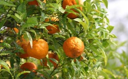 Pourquoi l'orange amère est-elle utile et comment est-elle utilisée