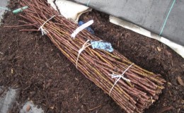 Méthodes de stockage des boutures de raisin en hiver et germination au printemps