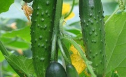 Examen du concombre hybride 