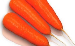 Carotte Kuroda à haut rendement avec une longue durée de conservation