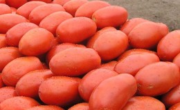 Hybride légendaire - tomate 