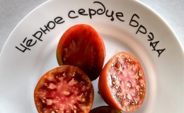 Une revue complète de la tomate 